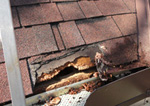 Squirrel damaged roof
