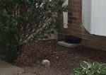 Tamper resistant bait station
